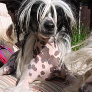 Chinese crested hårløs Suki-yang