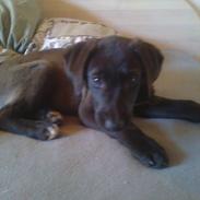 Blanding af racer smutti