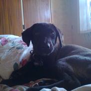 Blanding af racer smutti