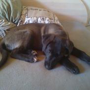 Blanding af racer smutti