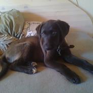 Blanding af racer smutti