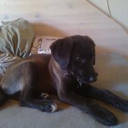 Blanding af racer smutti