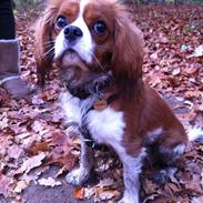 Cavalier king charles spaniel Jagger