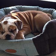 Engelsk bulldog L.P