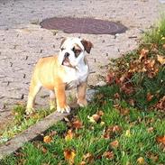 Engelsk bulldog L.P
