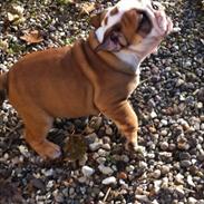 Engelsk bulldog L.P