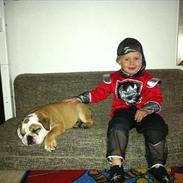Engelsk bulldog L.P
