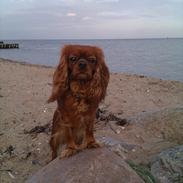 Cavalier king charles spaniel Barquisha