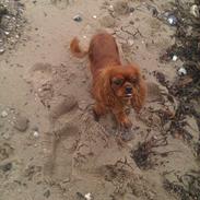 Cavalier king charles spaniel Barquisha