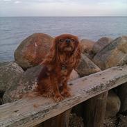Cavalier king charles spaniel Barquisha