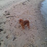 Cavalier king charles spaniel Barquisha