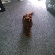 Cavalier king charles spaniel Barquisha