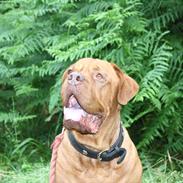 Dogue de bordeaux Coco Chanel