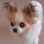 Chihuahua Stilots Amazing Ami