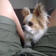 Chihuahua Stilots Amazing Ami