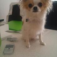 Chihuahua Stilots Amazing Ami