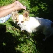 Chihuahua Stilots Amazing Ami