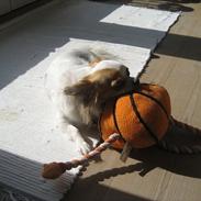 Chihuahua Stilots Amazing Ami