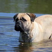 Bullmastiff > Benjamin <