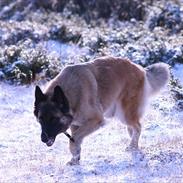 Blanding af racer Tervueren/Schæfer/Samojede Keeta