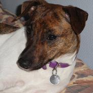 Dansk svensk gaardhund Lulu :)