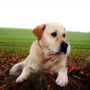 Labrador retriever Balder