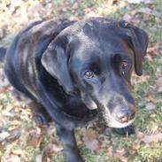 Labrador retriever Molly *Himmelhund* :'(