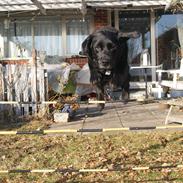 Labrador retriever Molly *Himmelhund* :'(