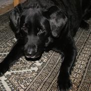 Labrador retriever Molly *Himmelhund* :'(