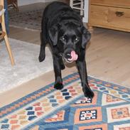 Labrador retriever Molly *Himmelhund* :'(