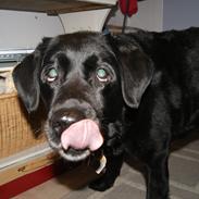 Labrador retriever Molly *Himmelhund* :'(