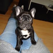 Fransk bulldog JOKER <3