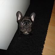 Fransk bulldog JOKER <3