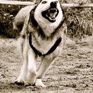 Siberian husky Foxy