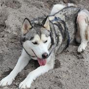 Siberian husky Foxy
