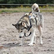 Siberian husky Foxy