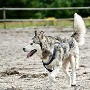 Siberian husky Foxy