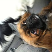 Blanding af racer Hector