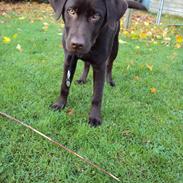 Labrador retriever Ramses