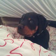 Rottweiler molly