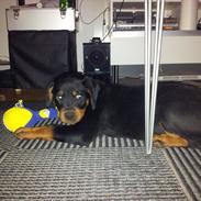 Rottweiler molly