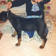 Rottweiler molly