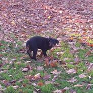 Rottweiler molly
