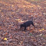 Rottweiler molly
