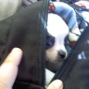 Chihuahua Mickey