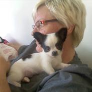 Chihuahua Mickey