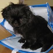 Pekingeser Milas (Elvis)