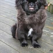 Pekingeser Milas (Elvis)