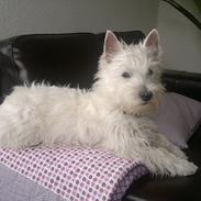 West highland white terrier Airas Gucci (Maddie)