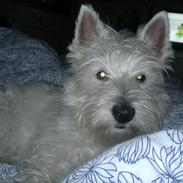 West highland white terrier Airas Gucci (Maddie)